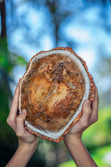 Petrified Wood Slice